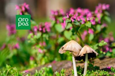 Почему на грядках растут грибы - ogorod.ru
