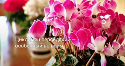 Цикламен персидский — особенный во всем - botanichka.ru