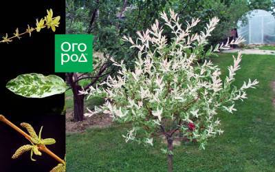 Как вырастить хакуро нишики – все об экзотической иве в вашем саду - ogorod.ru