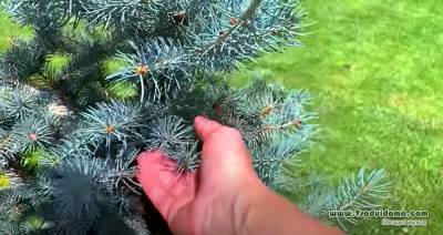 Голубая ЕЛЬ – выращивание и размножение - vsaduidoma