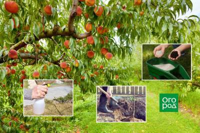 8 условий для хорошего роста персика в средней полосе - ogorod.ru