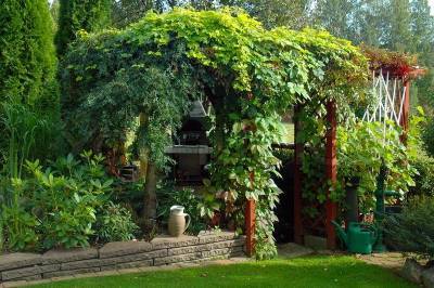 Лучшие многолетние вьющиеся растения для беседки и сада (21 фото) - ogorod.ru