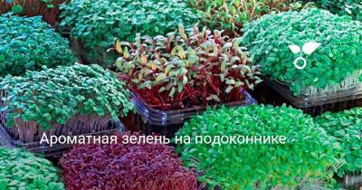 Ароматная зелень на подоконнике - botanichka.ru