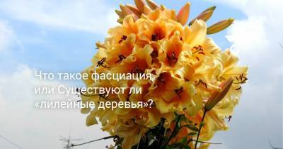 Что такое фасциация, или Существуют ли «лилейные деревья»? - botanichka.ru