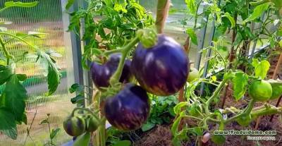 Выращивание черноплодных томатов (ФОТО) – посадка и уход - vsaduidoma.com