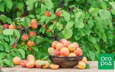 Лучшие самоплодные сорта абрикоса (фото, описание, советы по уходу) - ogorod.ru