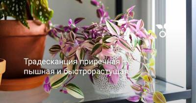 Традесканция приречная — пышная и быстрорастущая - botanichka.ru