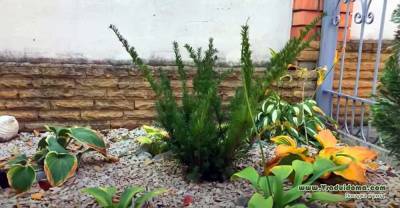 Почему не растет тис после посадки в саду? - vsaduidoma.com