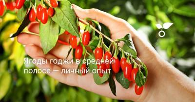 Ягоды годжи в средней полосе — личный опыт - botanichka.ru - Китай