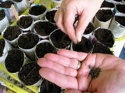Выращивание цветной капусты: агротехника, подготовка рассады, посадка, уход, сбор урожая - selomoe.ru