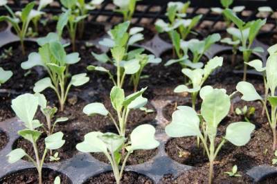 Как вырастить рассаду капусты в домашних условиях, как ухаживать за растением в этот период - selomoe.ru