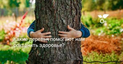 Какие деревья помогают нам сохранить здоровье? - botanichka.ru
