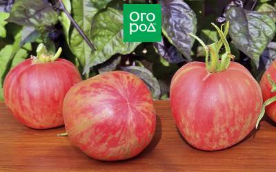 Пушистые сорта томатов – 7 вариантов для теплицы и открытого грунта - ogorod.ru