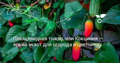 Плющевидная тыква, или Кокциния — яркий экзот для огорода и цветника - botanichka.ru