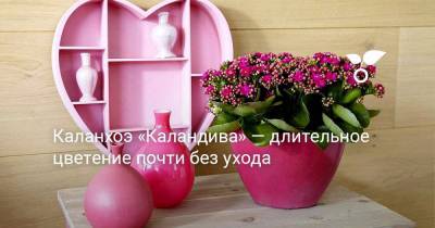 Каланхоэ «Каландива» — длительное цветение почти без ухода - botanichka.ru