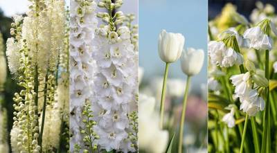 Белые цветы для монохромного сада: 50 лучших белоснежных садовых растений - supersadovnik.ru