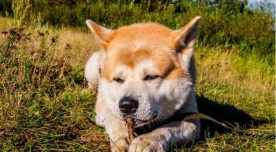 Как отучить собаку есть с земли и сразу помочь при отравлении - supersadovnik.ru