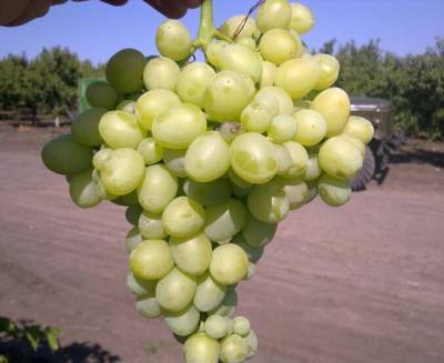 Самые вкусные сорта винограда: крупные, зимостойкие, ранние, среднеспелые, поздние, сорта винограда с вкуснейшими ягодами - selomoe.ru - Молдавия - Болгария
