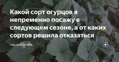 Какой сорт огурцов я непременно посажу в следующем сезоне, а от каких сортов решила отказаться - zen.yandex.ru