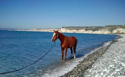Умеют ли лошади плавать и нужно ли их обучать? - selomoe.ru