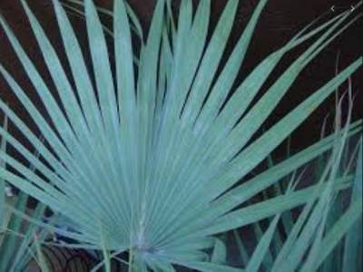 Брахея вооруженная – мексиканская голубая пальма - greeninfo.ru