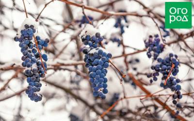 Зимостойкие сорта винограда – российские и американские - ogorod.ru