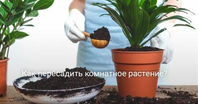 Как пересадить комнатное растение? - botanichka.ru