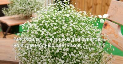 Гипсофила — не только для букетов, но и для модных цветников - botanichka.ru