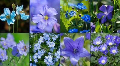 Синие цветы: какие растения можно посадить в синий цветник? ТОП-25 цветов синего цвета - supersadovnik.ru