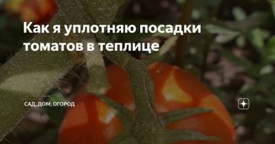 Как я уплотняю посадки томатов в теплице - zen.yandex.ru