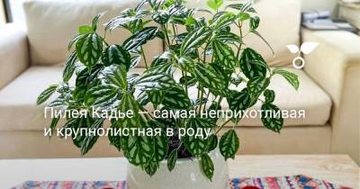 Пилея Кадье — самая неприхотливая и крупнолистная в роду - botanichka.ru