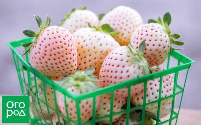 Лучшие сорта белой земляники – порадуйте детей необычными ягодами - ogorod.ru