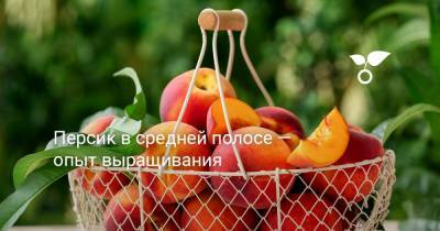 Персик в средней полосе — опыт выращивания - botanichka.ru