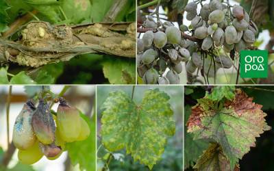 Топ-5 самых опасных болезней винограда - ogorod.ru