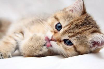 Имена для котов и кошек: список красивых, легких, популярных, современных, редких кличек - selomoe.ru