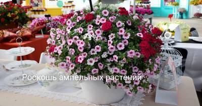 Роскошь ампельных растений - botanichka.ru