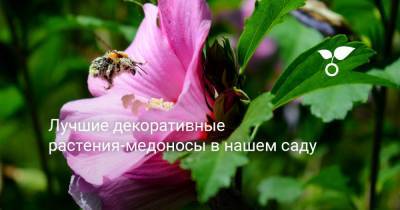 Лучшие декоративные растения-медоносы в нашем саду - botanichka.ru