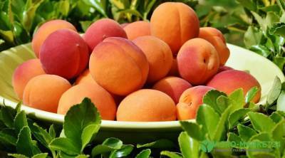 Сорта абрикоса - agro-market24.ru