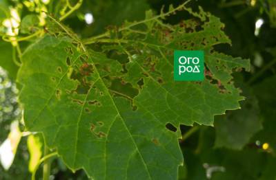 Самые опасные вредители винограда (описание и методы борьбы) - ogorod.ru - Франция - Сша