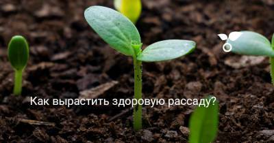Как вырастить здоровую рассаду? - botanichka.ru