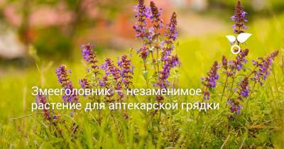 Змееголовник — незаменимое растение для аптекарской грядки - botanichka.ru