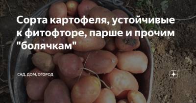 Сорта картофеля, устойчивые к фитофторе, парше и прочим "болячкам" - zen.yandex.ru