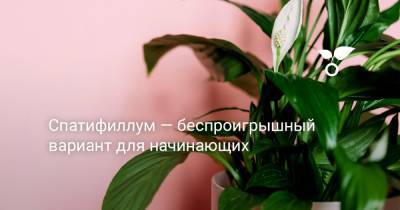 Спатифиллум — беспроигрышный вариант для начинающих - botanichka.ru