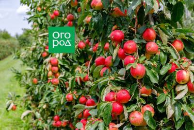 10 самых популярных летних сортов яблок - ogorod.ru