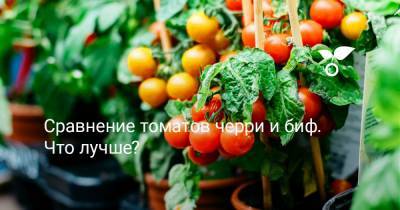 Сравнение томатов черри и биф. Что лучше? - botanichka.ru