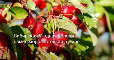 Сибирская ягодная яблоня — самая морозостойкая в мире - botanichka.ru - Китай - Индия - Россия - Монголия - Хабаровский край - Непал