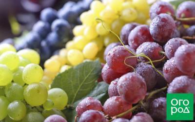 Винные сорта винограда для средней полосы – выбираем лучший - ogorod.ru - Россия