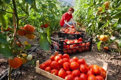 11 лучших сортов томатов для теплицы и открытого грунта – рейтинг от наших читателей - ogorod.ru
