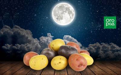 Выращивание картофеля по Лунному календарю в 2021 году - ogorod.ru