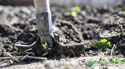 Как не допустить закисления почвы в огороде - agro-market24.ru
